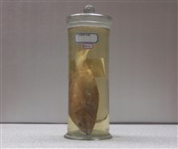 藏品(黑鯛)的圖片